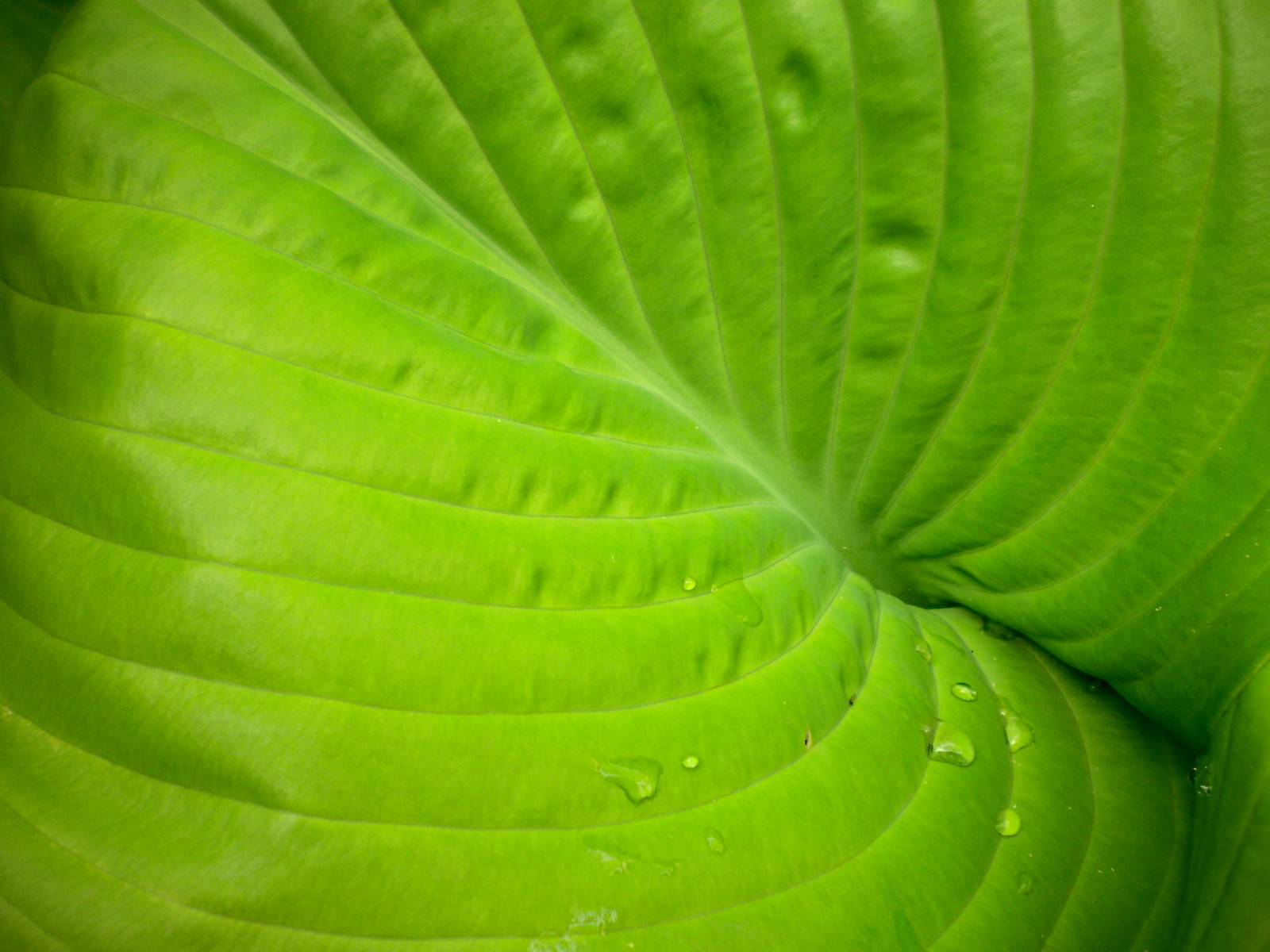 Fonds d'cran Nature Feuilles - Feuillages Hosta