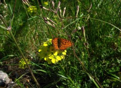 Wallpapers Animals le nacr de la ronce