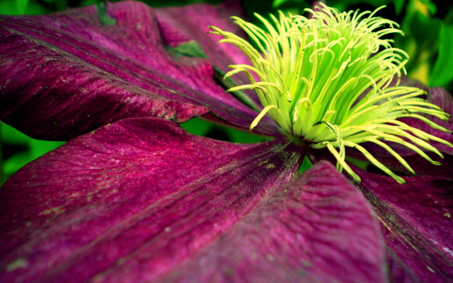 Fonds d'cran Nature Fleurs Clmatite Niobe