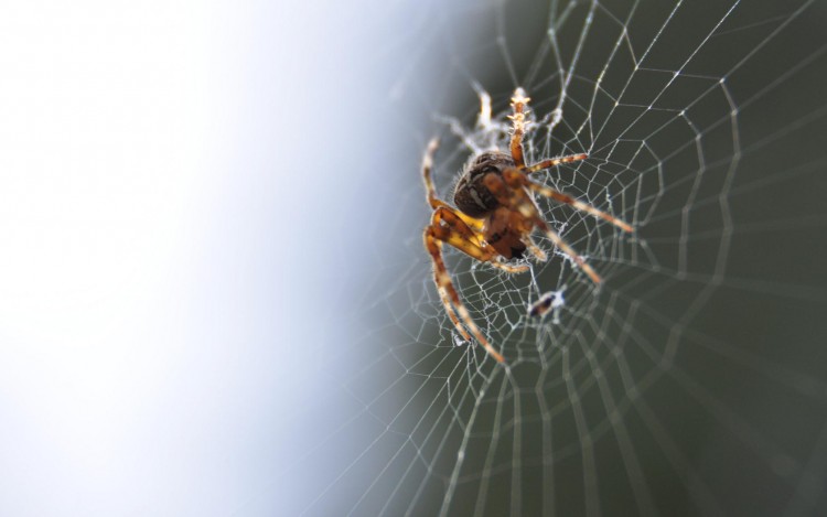 Wallpapers Animals Spiders macro en ville