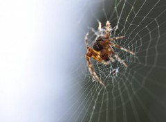 Fonds d'cran Animaux macro en ville