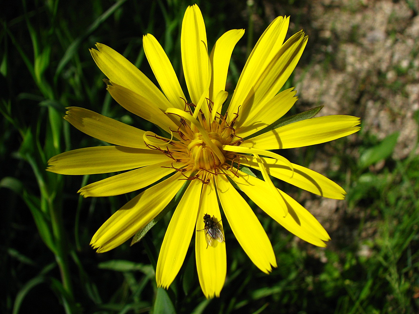 Fonds d'cran Nature Fleurs salsifis douteux