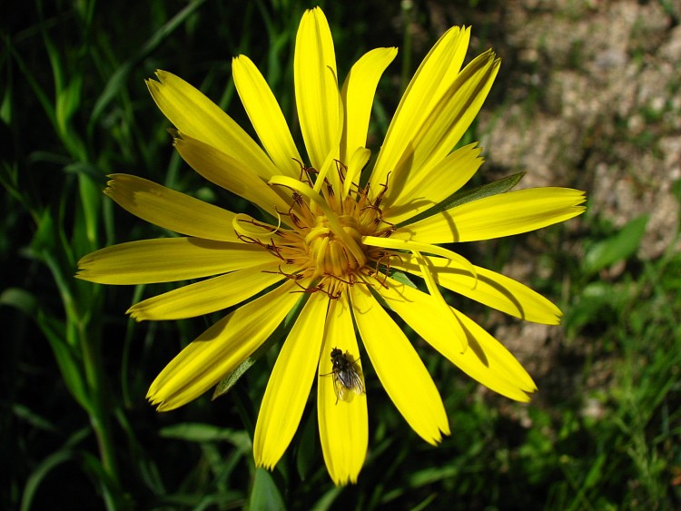 Fonds d'cran Nature Fleurs salsifis douteux