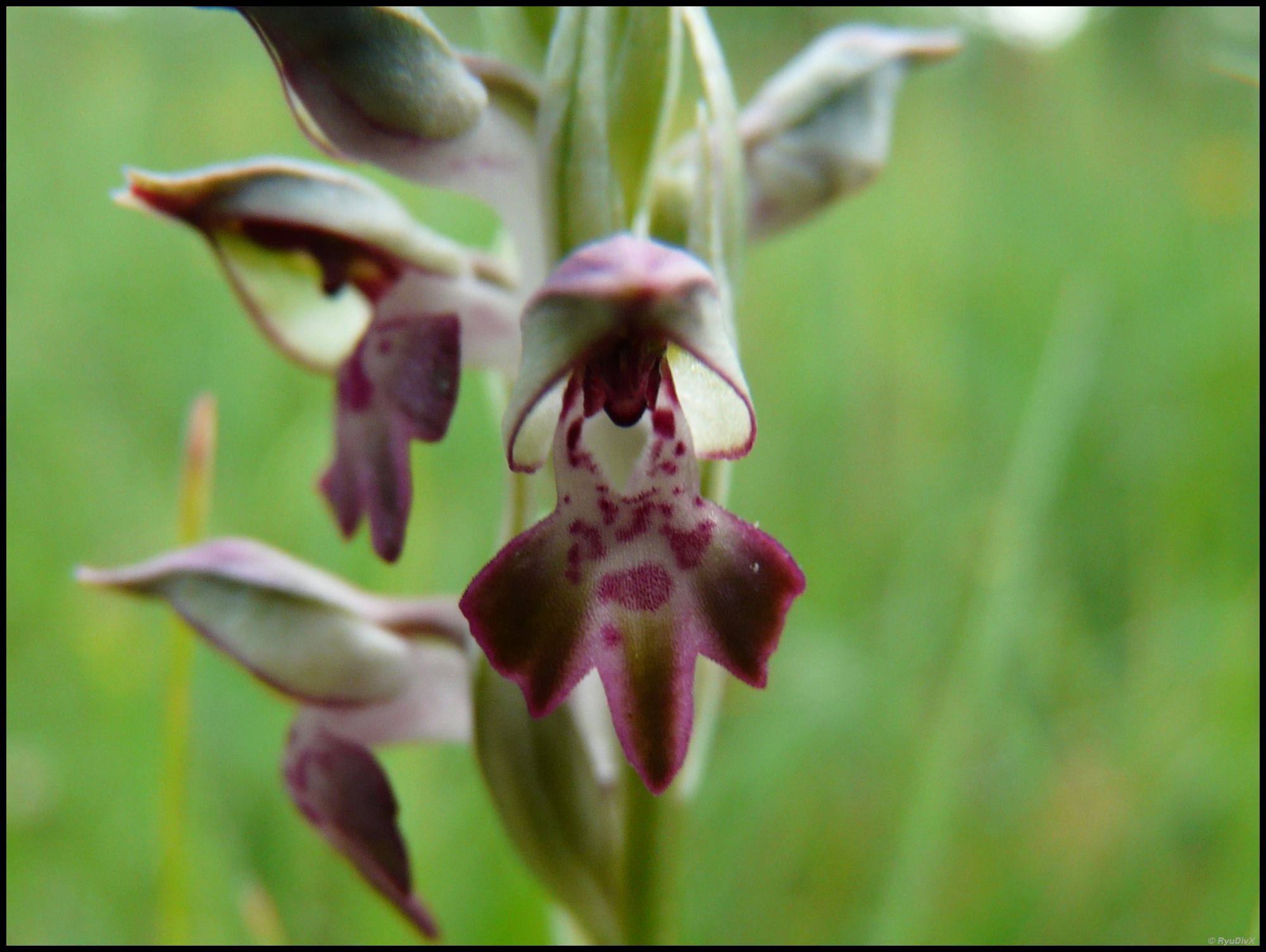 Fonds d'cran Nature Fleurs L'Orchis parfum