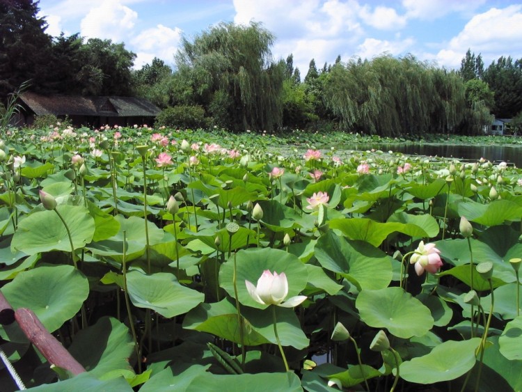 Wallpapers Nature Flowers lotus