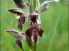 Wallpapers Nature L'Orchis parfum