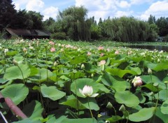 Wallpapers Nature lotus