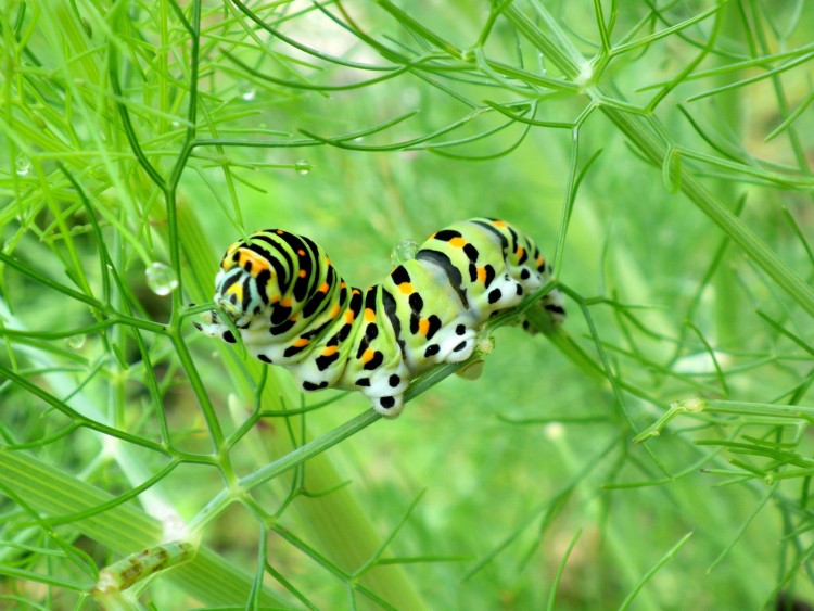 Fonds d'cran Animaux Insectes - Chenilles Chenille de machaon