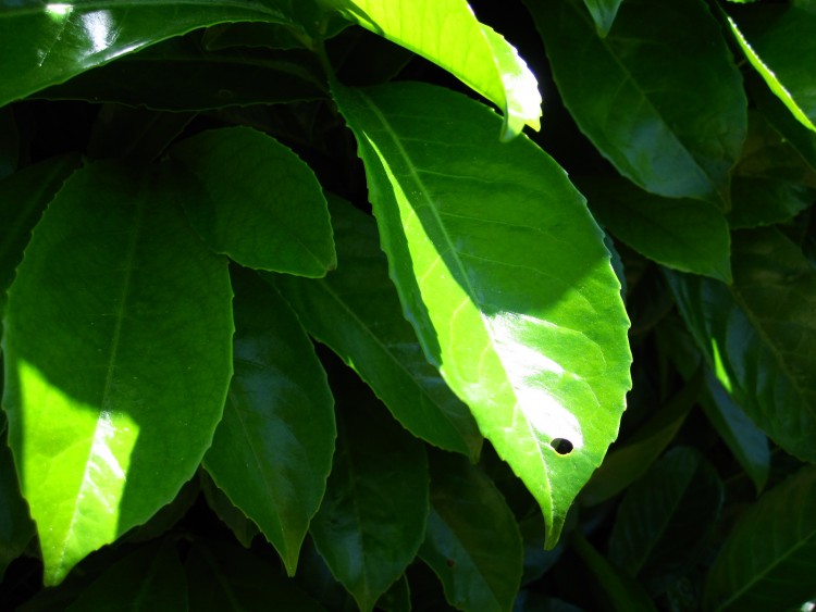 Fonds d'cran Nature Feuilles - Feuillages Qui a mang la feuille