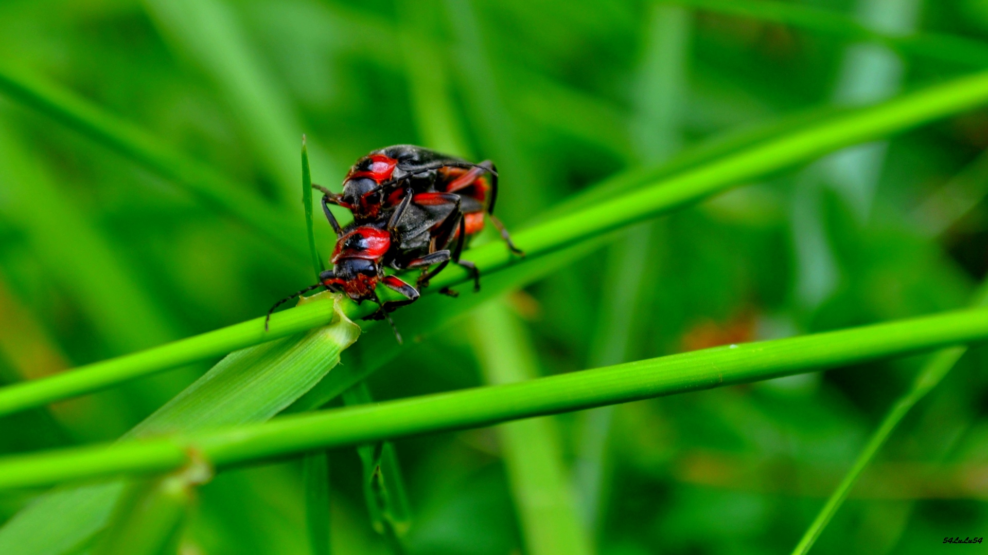 Fonds d'cran Animaux Insectes - Divers NATURE INSECTE FLEURS