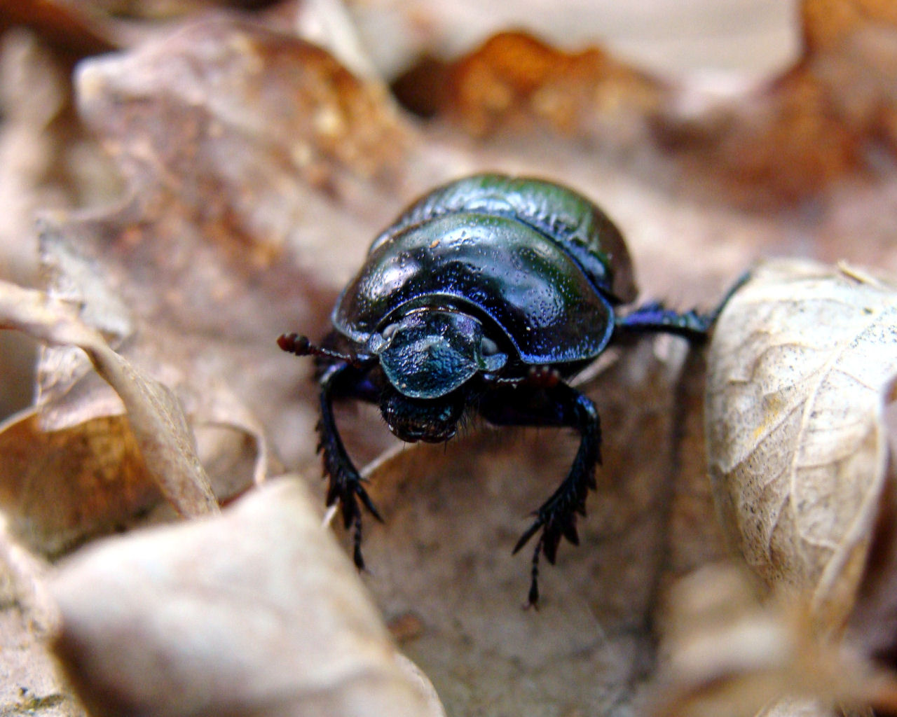 Fonds d'cran Animaux Insectes - Divers 