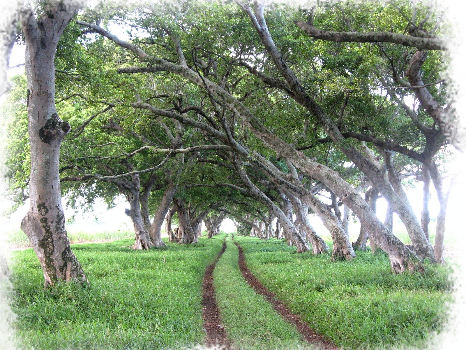 Fonds d'cran Voyages : Afrique Ile Maurice Chemin Mauricien