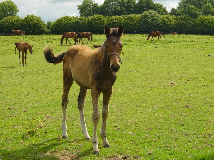 Fonds d'cran Animaux Chevaux pur sang 