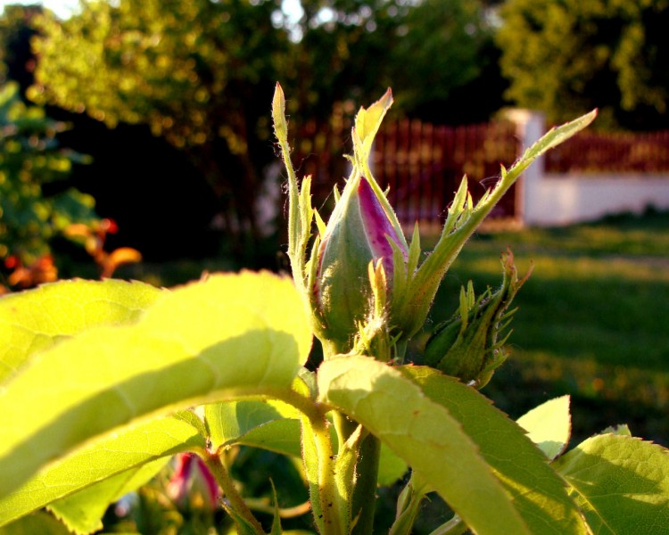 Fonds d'cran Nature Fleurs Bouton de rose