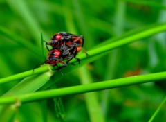 Fonds d'cran Animaux NATURE INSECTE FLEURS