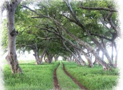 Wallpapers Trips : Africa Chemin Mauricien