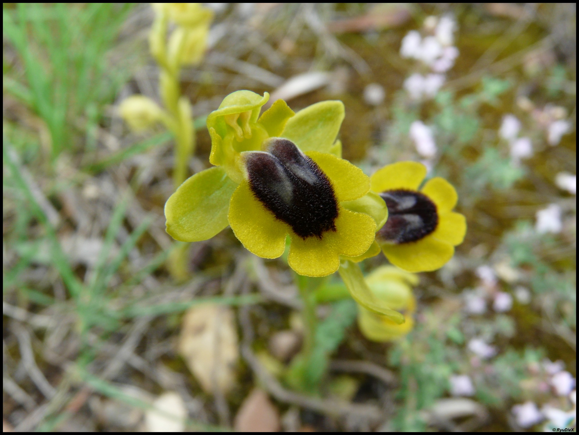 Fonds d'cran Nature Fleurs Ophrys lutea