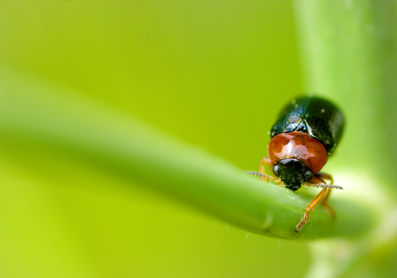 Fonds d'cran Animaux Insectes - Divers 