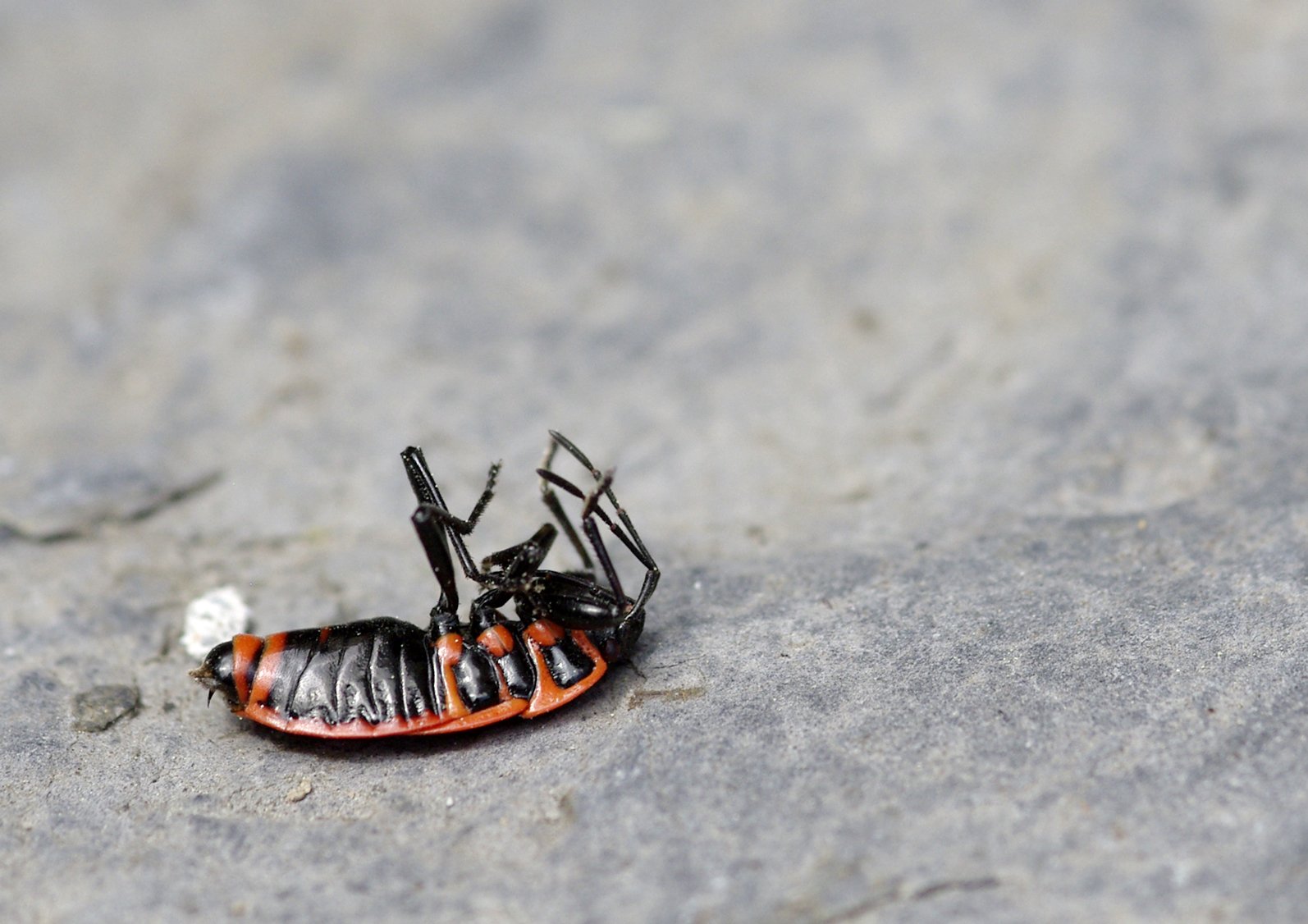 Fonds d'cran Animaux Insectes - Gendarmes Les quatre fers en l'air