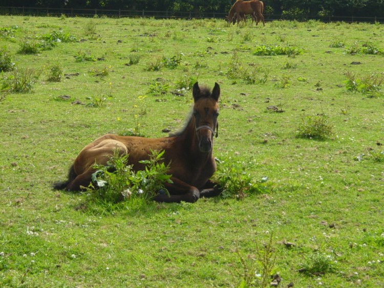 Fonds d'cran Animaux Chevaux un petit poulain tres fatigue