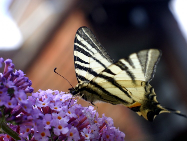 Fonds d'cran Animaux Insectes - Papillons Flamb