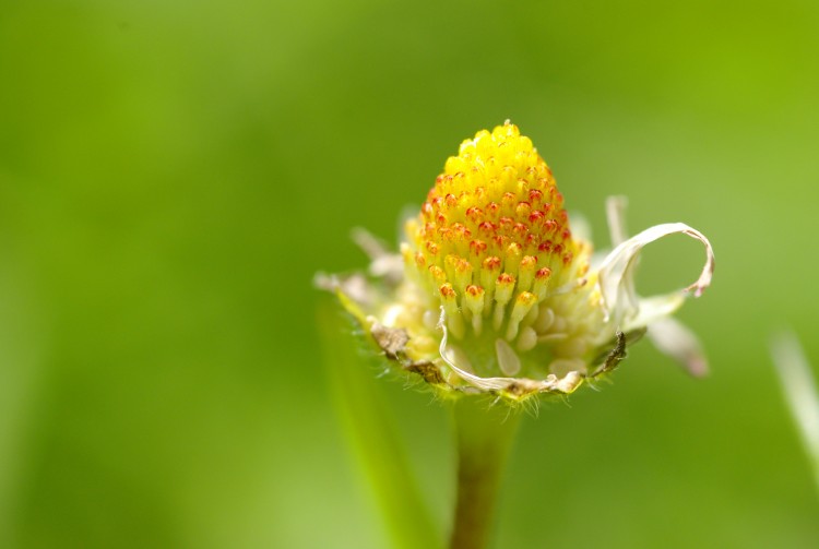 Wallpapers Nature Flowers Pquerette dfraichie