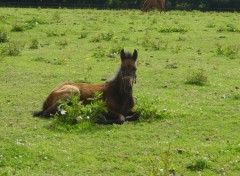 Fonds d'cran Animaux un petit poulain tres fatigue