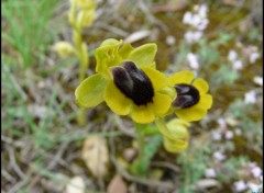 Wallpapers Nature Ophrys lutea