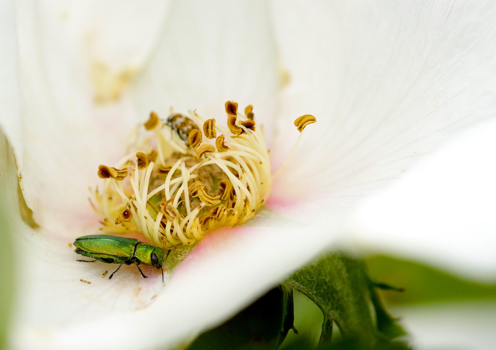 Fonds d'cran Animaux Insectes - Divers 