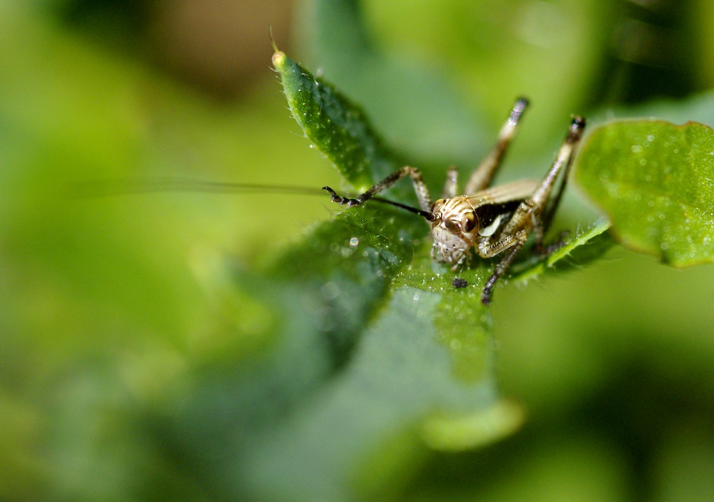 Fonds d'cran Animaux Insectes - Sauterelles et Criquets 