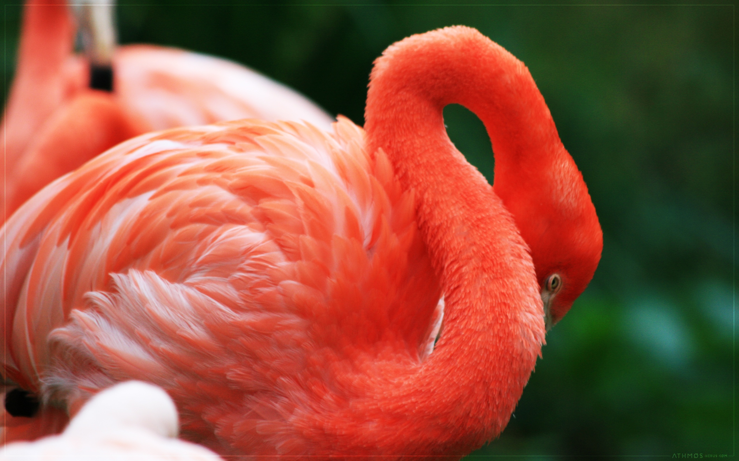 Wallpapers Animals Birds - Flamingos Flamand timide