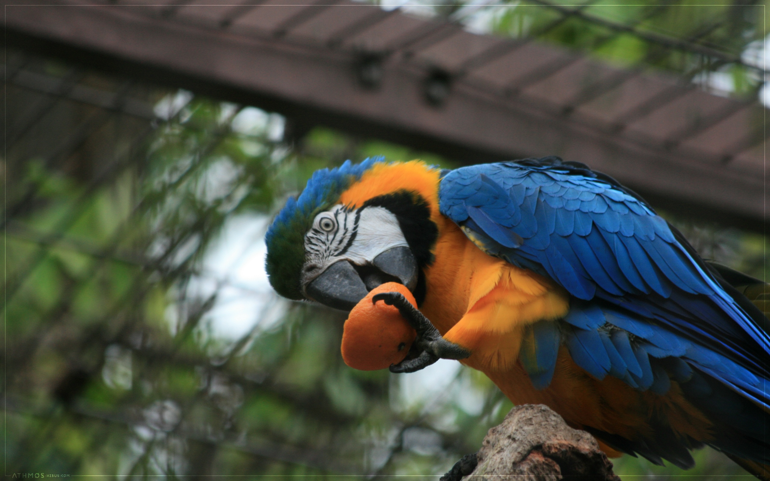 Wallpapers Animals Birds - Parrots Crunch, miam, slurp !