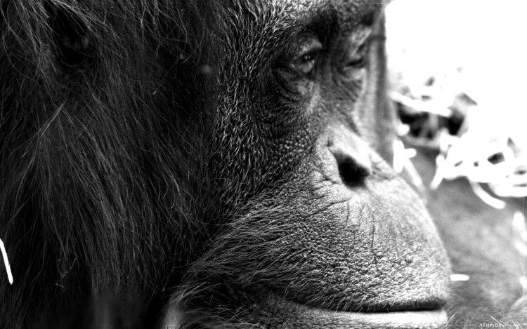 Fonds d'cran Animaux Singes Mr l'orang-outan