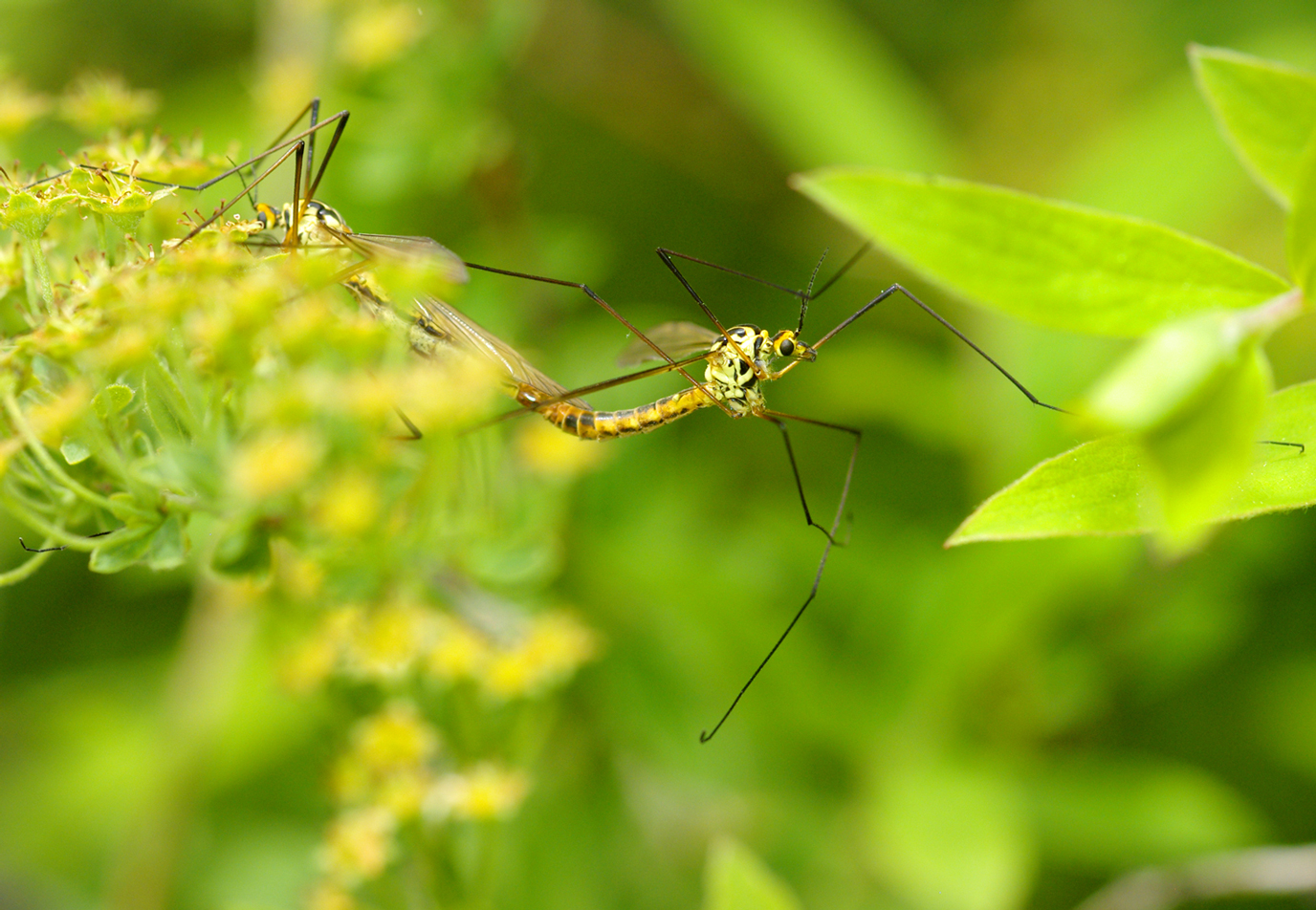 Fonds d'cran Animaux Insectes - Moustiques Cousin