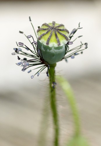 Wallpapers Nature Flowers Coquelicot dshabill