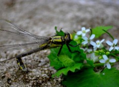 Fonds d'cran Art - Numrique NATURE FLEUR LIBELLULE