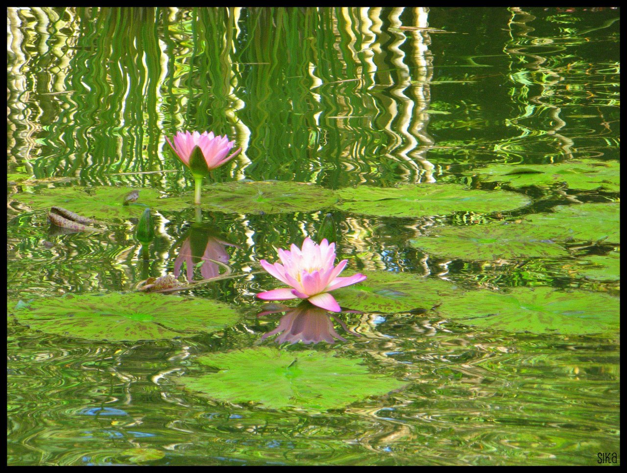 Fonds d'cran Nature Fleurs Lotus