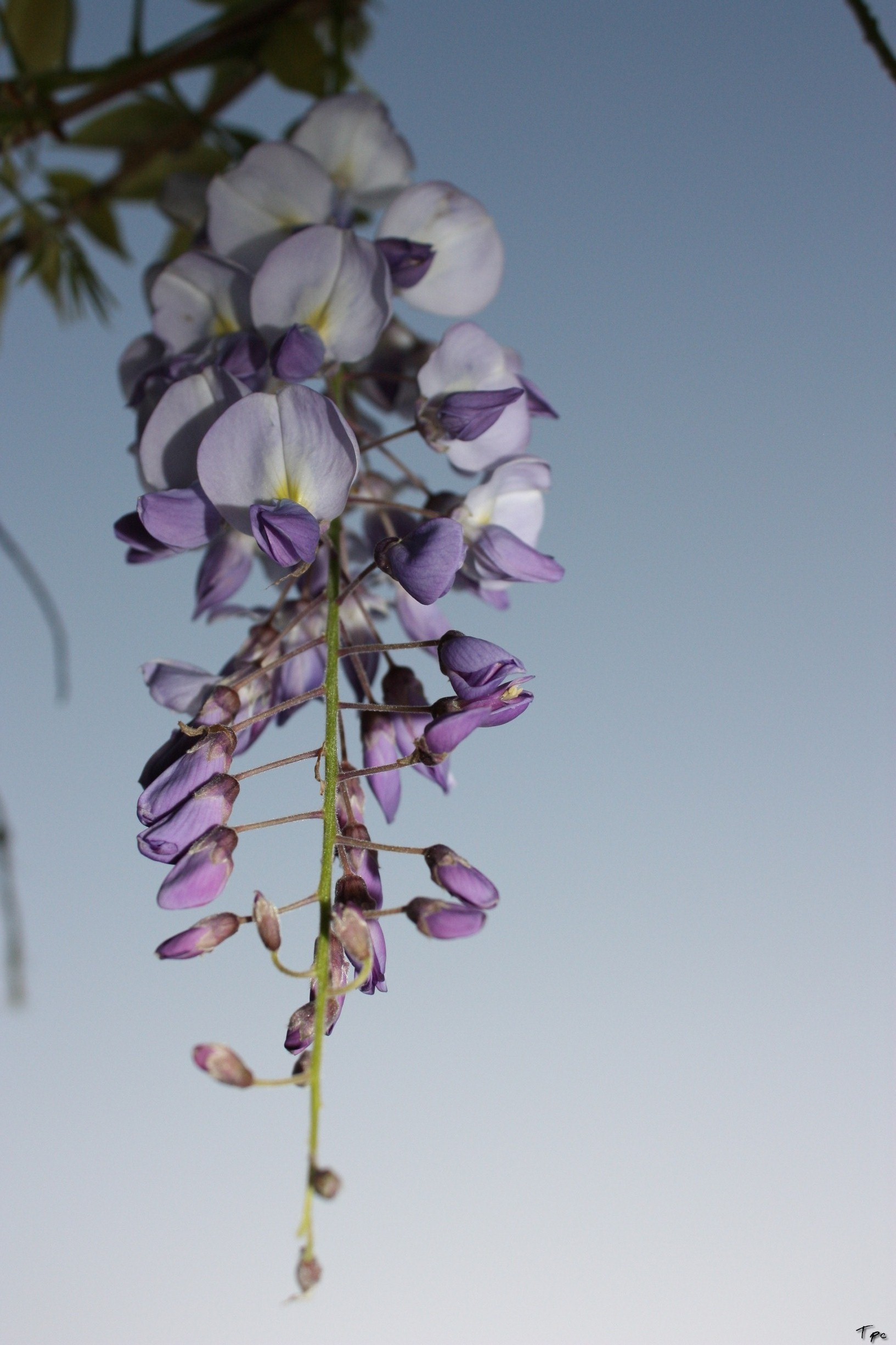 Fonds d'cran Nature Fleurs 