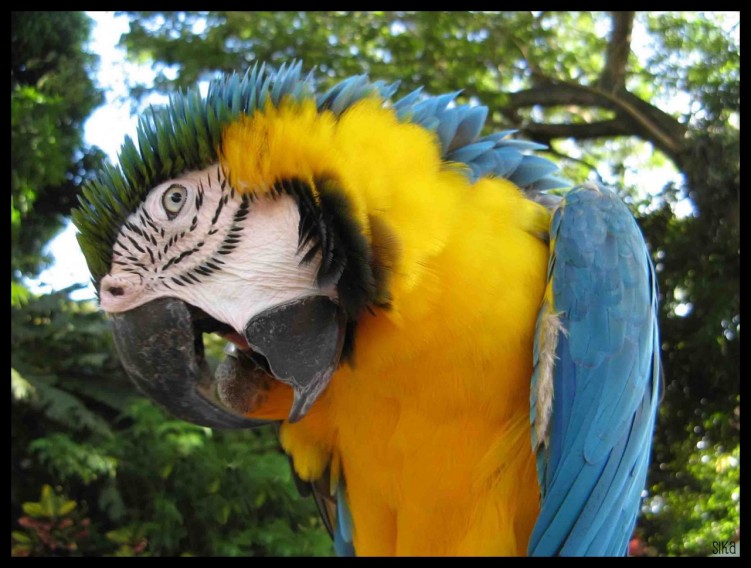 Fonds d'cran Animaux Oiseaux - Perroquets Coco