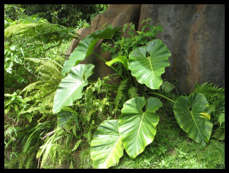 Wallpapers Nature Leaves - Foliage Grandes feuilles