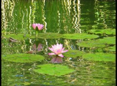 Fonds d'cran Nature Lotus