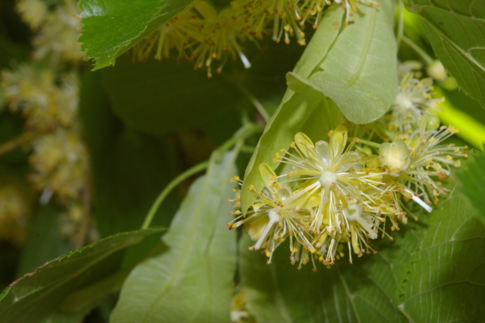 Fonds d'cran Nature Fleurs fleurs de tilleul