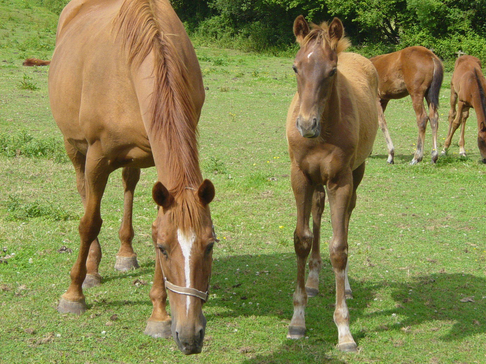 Fonds d'cran Animaux Chevaux 