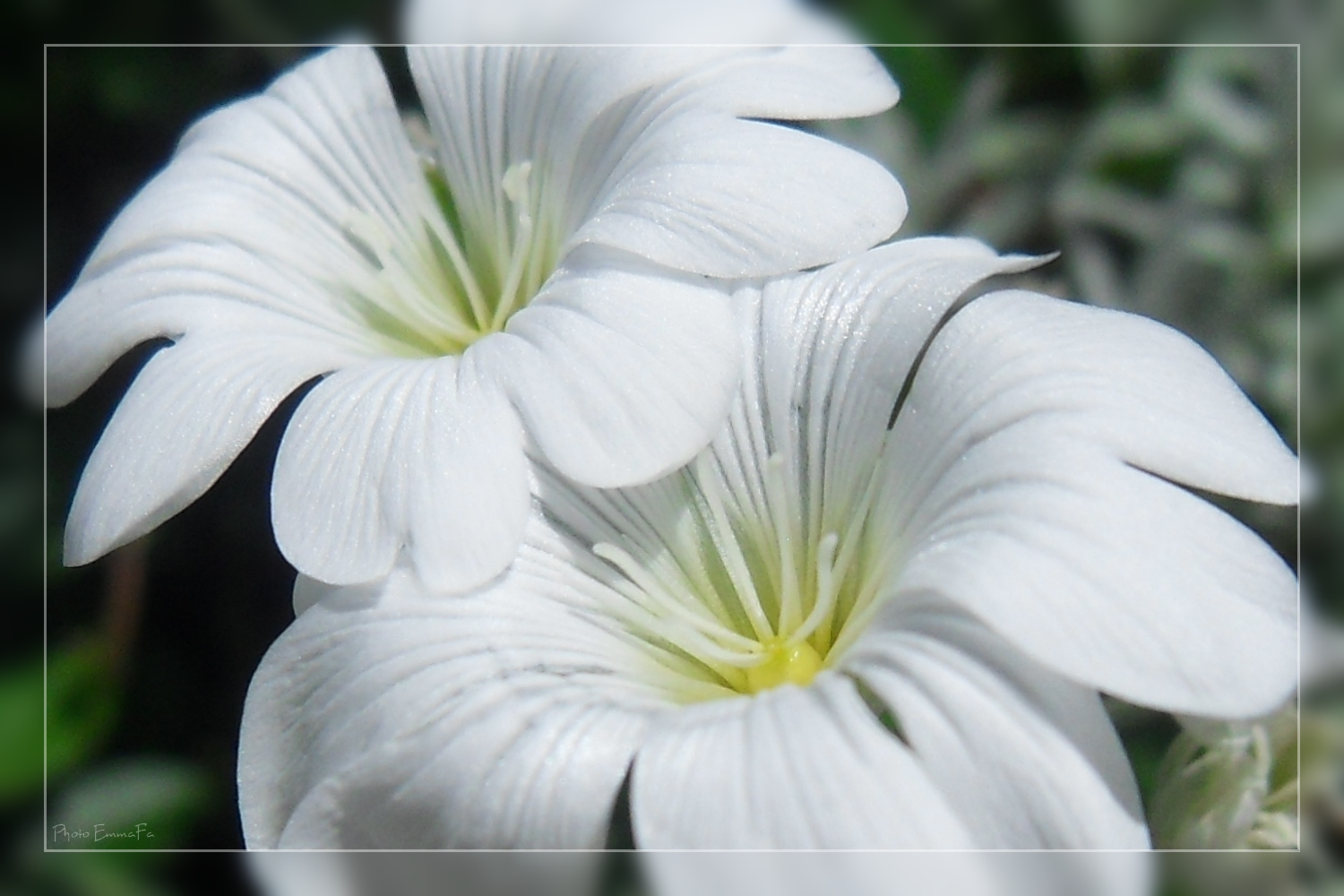 Fonds d'cran Nature Fleurs 