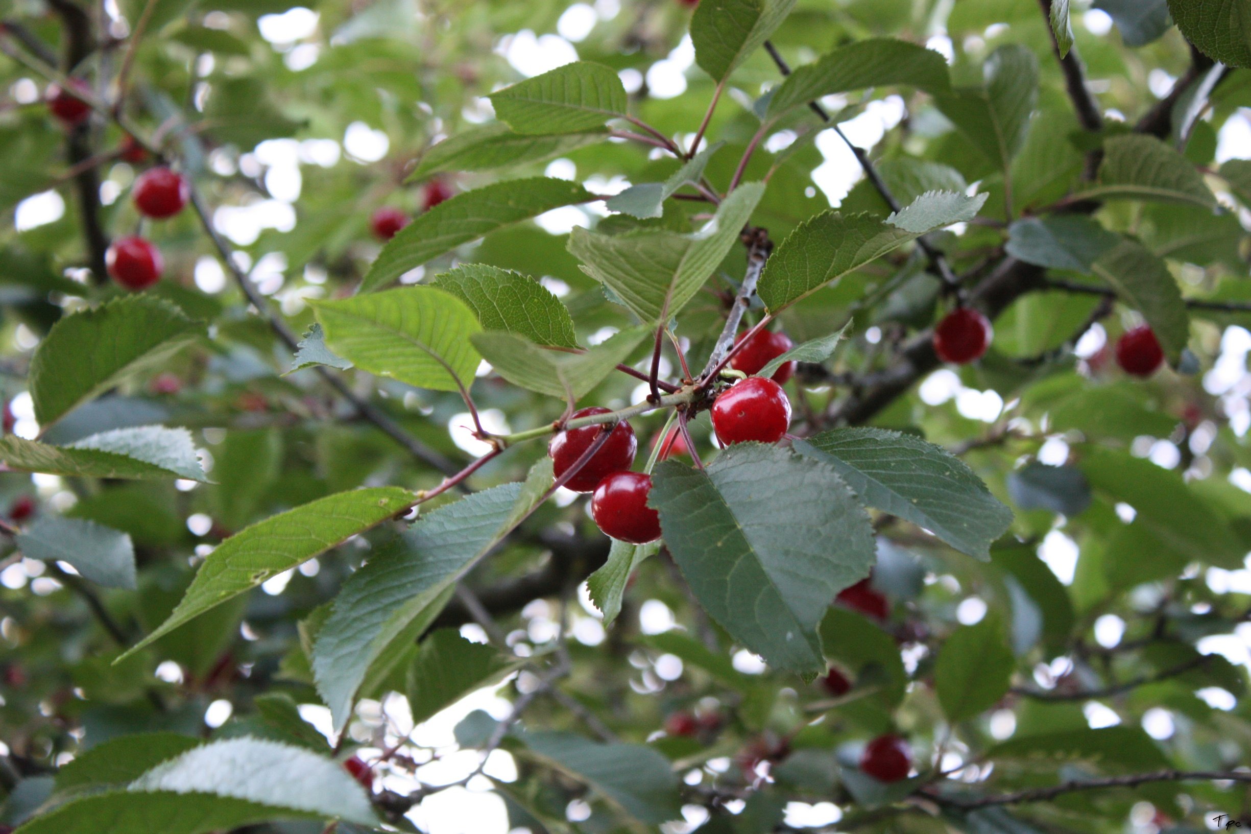 Wallpapers Nature Fruits 