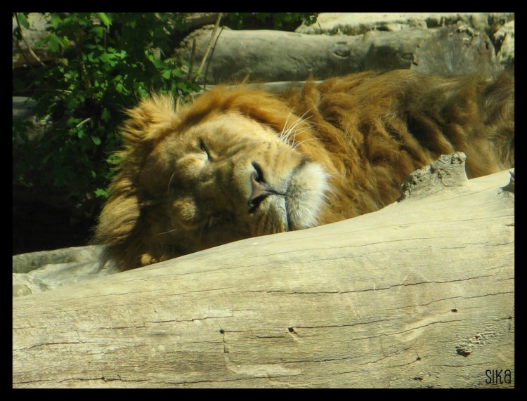 Fonds d'cran Animaux Flins - Lions Le lion qui dort