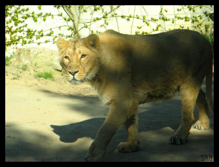 Fonds d'cran Animaux Flins - Lions La lionne