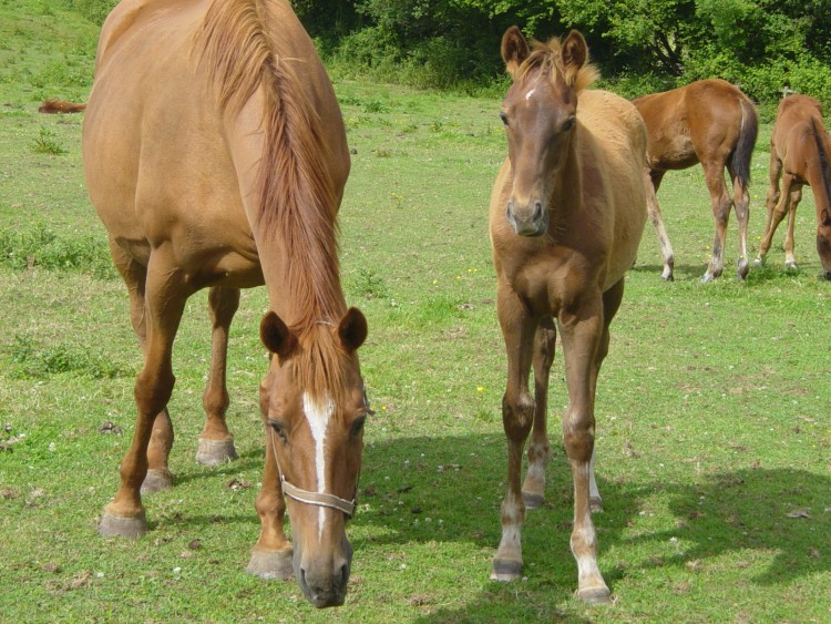 Fonds d'cran Animaux Chevaux Wallpaper N262881