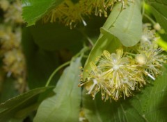 Fonds d'cran Nature fleurs de tilleul