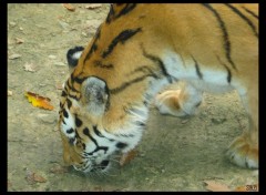 Wallpapers Animals Tigre